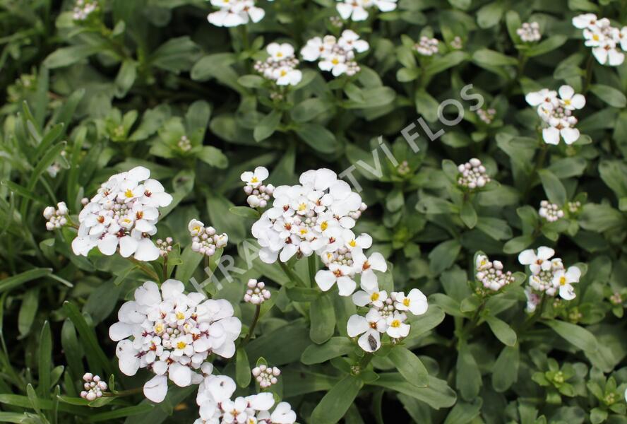 Iberka vždyzelená 'Masterpiece' - Iberis sempervirens 'Masterpiece'