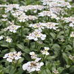 Iberka vždyzelená 'Masterpiece' - Iberis sempervirens 'Masterpiece'
