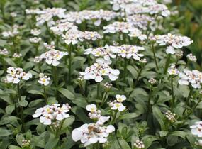 Iberka vždyzelená 'Masterpiece' - Iberis sempervirens 'Masterpiece'