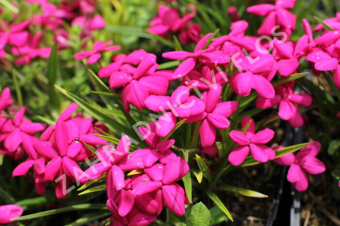 Rodohypoxis 'Red - Rhodohypoxis baurii 'Red'