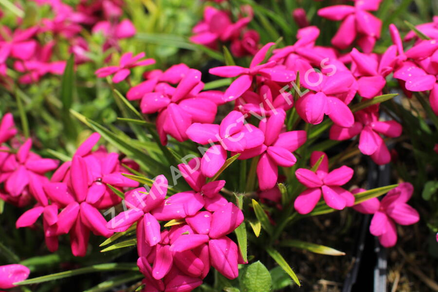 Rodohypoxis 'Red - Rhodohypoxis baurii 'Red'
