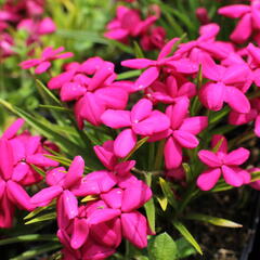 Rodohypoxis 'Red - Rhodohypoxis baurii 'Red'