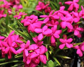 Rodohypoxis 'Red'
