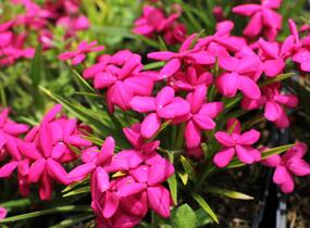 Rodohypoxis 'Red' - Rhodohypoxis baurii 'Red'