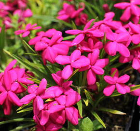 Rodohypoxis 'Red - Rhodohypoxis baurii 'Red'