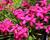 Rodohypoxis 'Red'