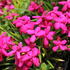 Rhodohypoxis baurii 'Red'_01.JPG