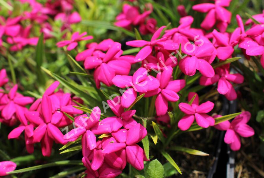 Rodohypoxis 'Red' - Rhodohypoxis baurii 'Red'