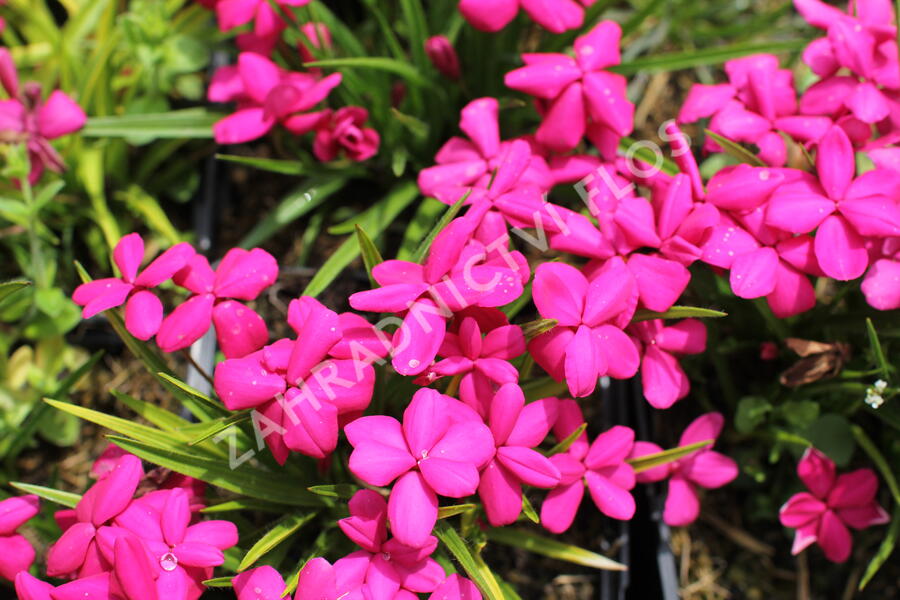 Rodohypoxis 'Red - Rhodohypoxis baurii 'Red'