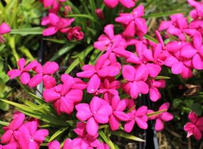 Rodohypoxis 'Red' - Rhodohypoxis baurii 'Red'