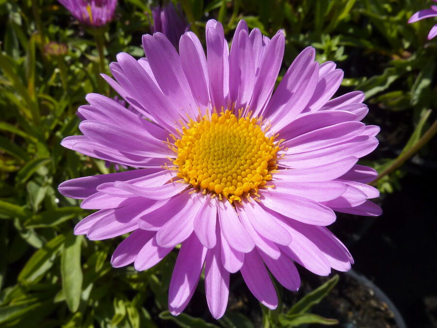 Trvalkový záhon na slunce a do polostínu Kouzlo trav - Kouzlo trav