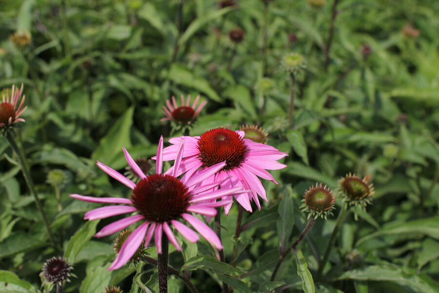 Trvalkový záhon na slunce a do polostínu Kouzlo trav - Kouzlo trav