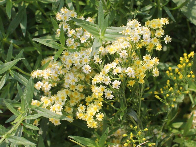 Trvalkový záhon na slunce Slunečná obloha - Slunečná obloha