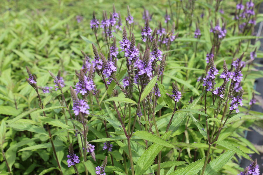 Trvalkový záhon na slunce Léto v Provence - Léto v Provence