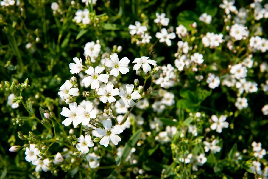 Trvalkový záhon na slunce Léto v Provence - Léto v Provence