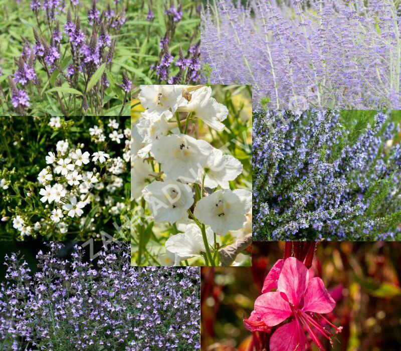 Trvalkový záhon na slunce Léto v Provence - Léto v Provence