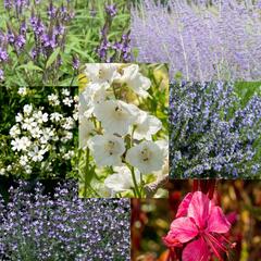 Trvalkový záhon na slunce Léto v Provence - Léto v Provence