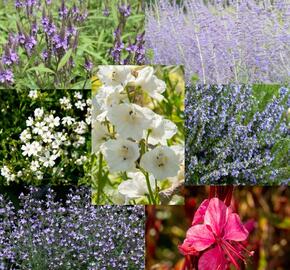 Trvalkový záhon na slunce Léto v Provence - Léto v Provence