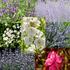 Léto v Provence 06_2025.jpg