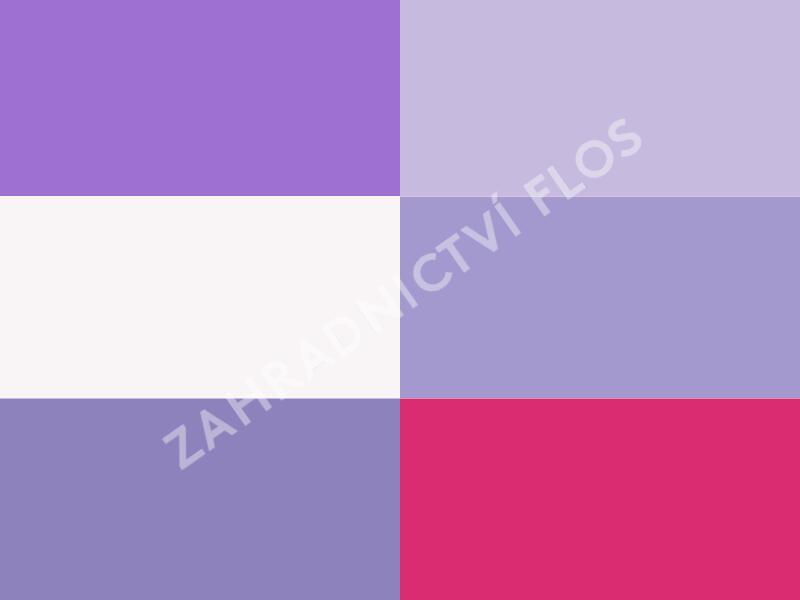 Trvalkový záhon na slunce Léto v Provence - Léto v Provence