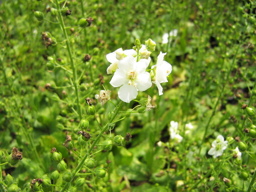 Trvalkový záhon na slunce Domácí kvítí - Domácí kvítí