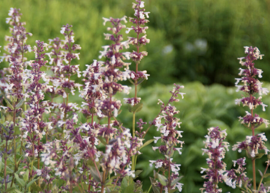 Trvalkový záhon na slunce Domácí kvítí - Domácí kvítí