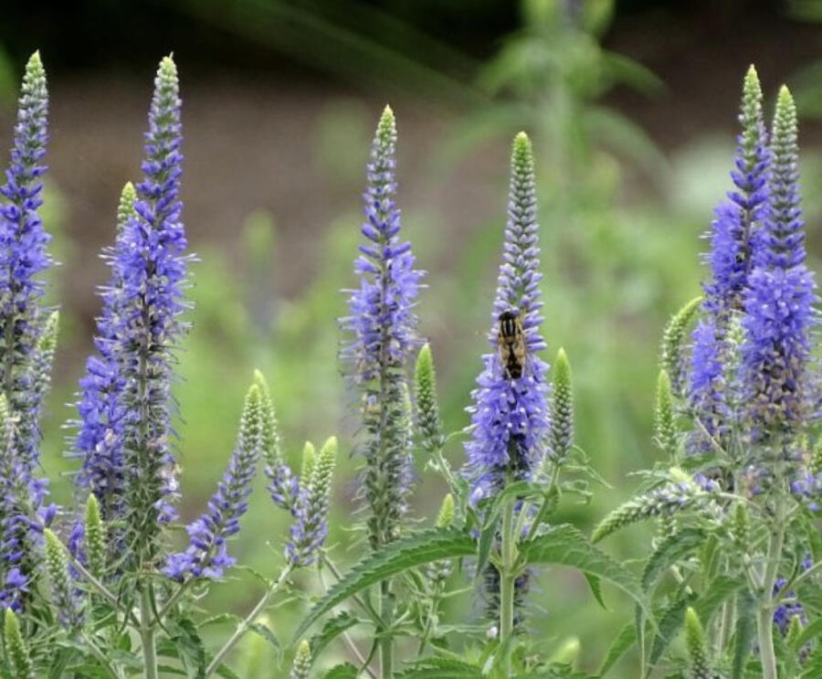 Trvalkový záhon na slunce Domácí kvítí - Domácí kvítí