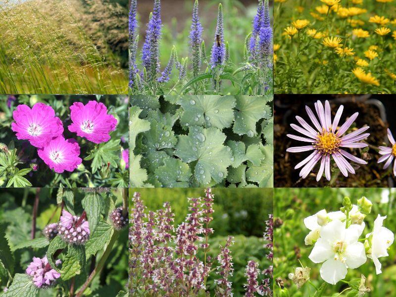 Trvalkový záhon na slunce Domácí kvítí - Domácí kvítí