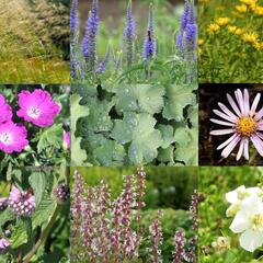 Trvalkový záhon na slunce Domácí kvítí - Domácí kvítí