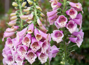 Trvalkový záhon do polostínu Anglický venkov - Anglický venkov