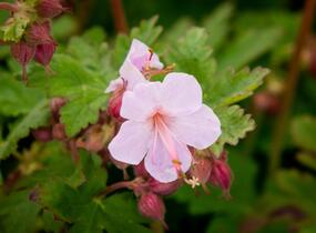 Trvalkový záhon do polostínu Anglický venkov - Anglický venkov