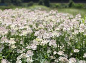 Trvalkový záhon do polostínu Anglický venkov - Anglický venkov