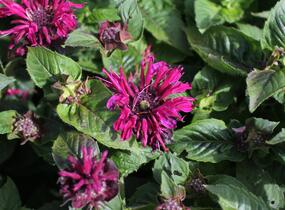 Trvalkový záhon do polostínu Anglický venkov - Anglický venkov