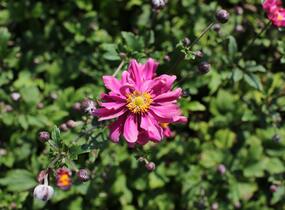 Trvalkový záhon do polostínu Anglický venkov - Anglický venkov