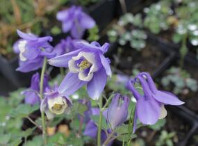 Trvalkový záhon do polostínu Anglický venkov - Anglický venkov