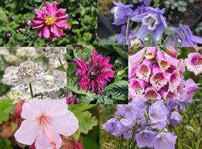 Trvalkový záhon do polostínu Anglický venkov - Anglický venkov