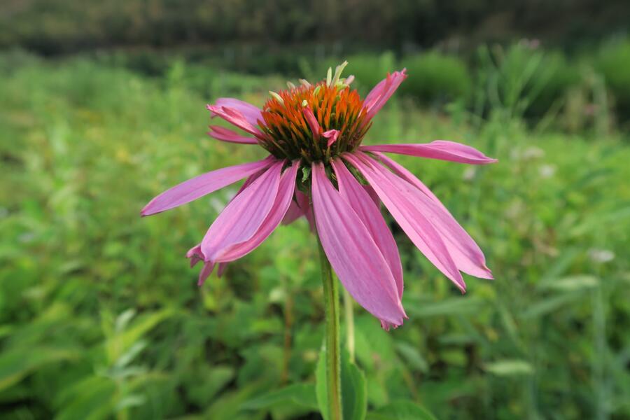 Trvalkový záhon na slunce Oáza hmyzu - Oáza hmyzu