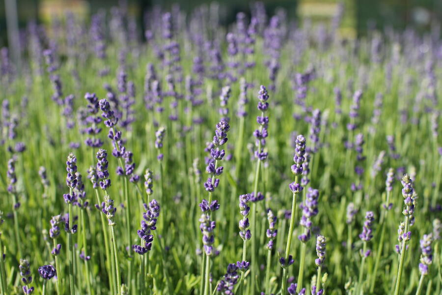 Trvalkový záhon na slunce Oáza hmyzu - Oáza hmyzu