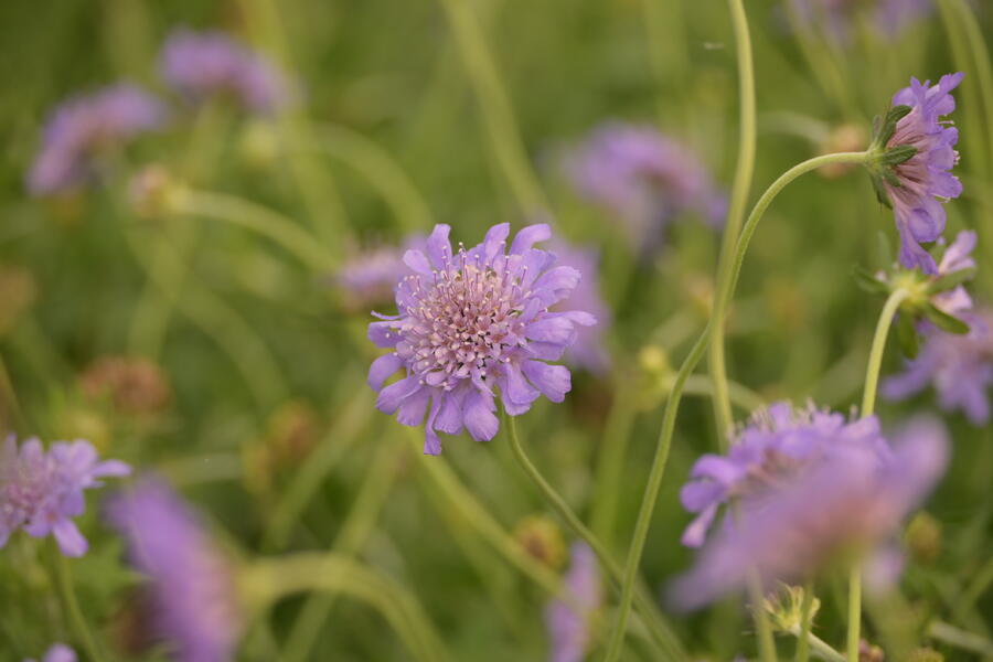 Trvalkový záhon na slunce Oáza hmyzu - Oáza hmyzu