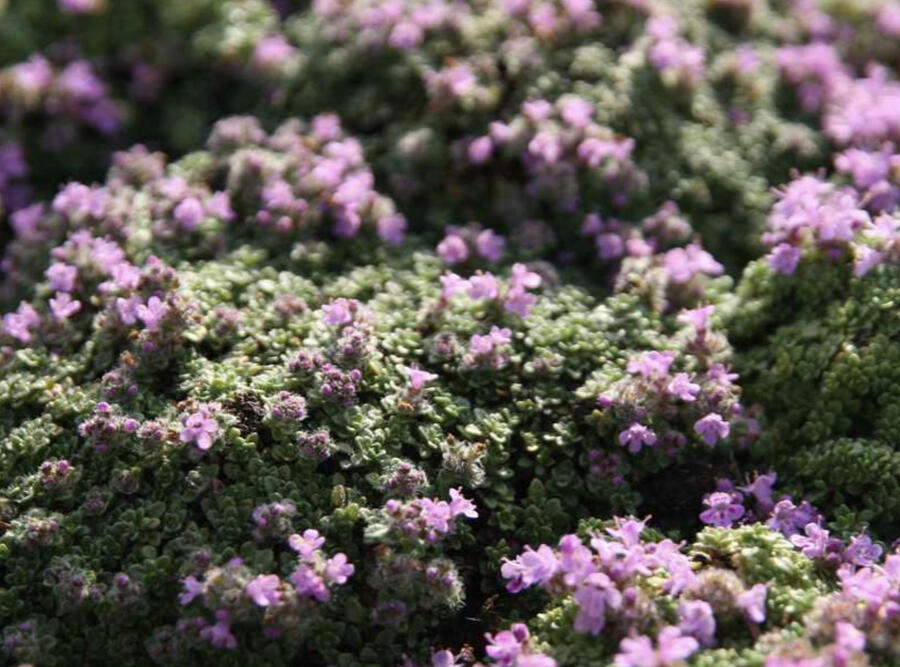 Trvalkový záhon na slunce Oáza hmyzu - Oáza hmyzu