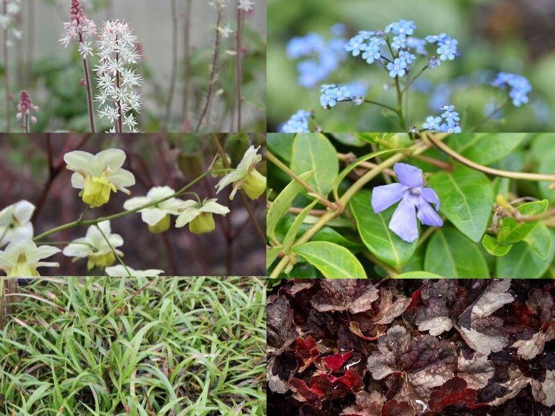 Trvalkový záhon do polostínu Podrost stromů - Podrost stromů