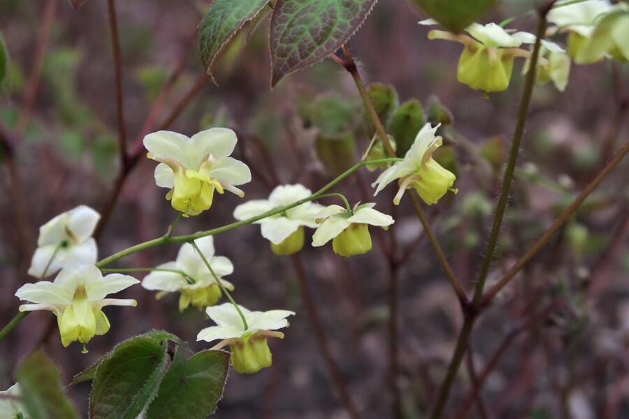 Trvalkový záhon do polostínu Podrost stromů - Podrost stromů