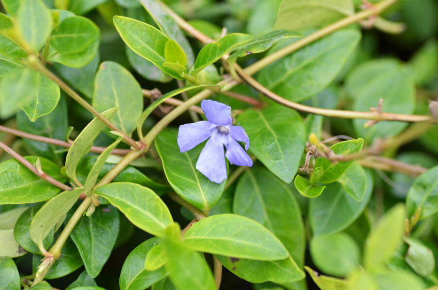 Trvalkový záhon do polostínu Podrost stromů - Podrost stromů
