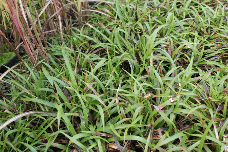 Trvalkový záhon do polostínu Podrost stromů - Podrost stromů