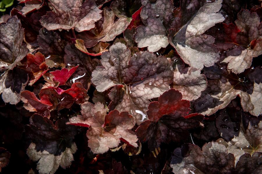Trvalkový záhon do polostínu Podrost stromů - Podrost stromů