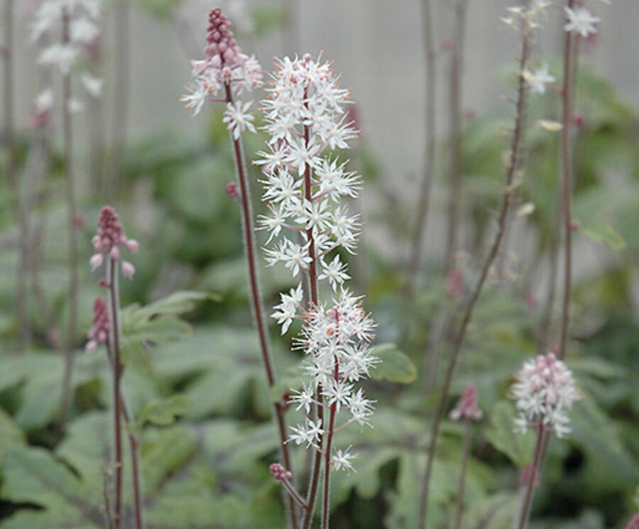 Trvalkový záhon do polostínu Podrost stromů - Podrost stromů
