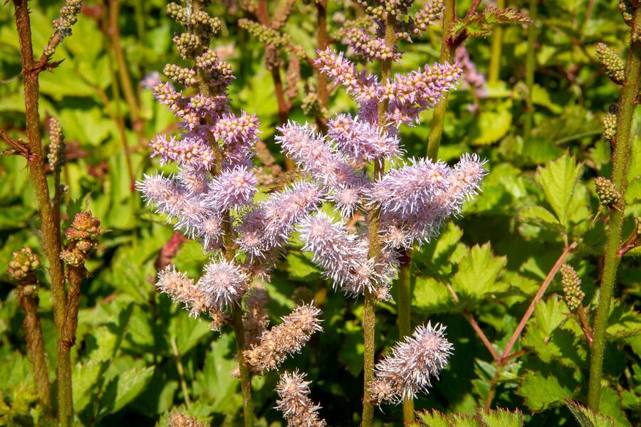 Trvalkový záhon na slunce Slunná stráň - Slunná stráň