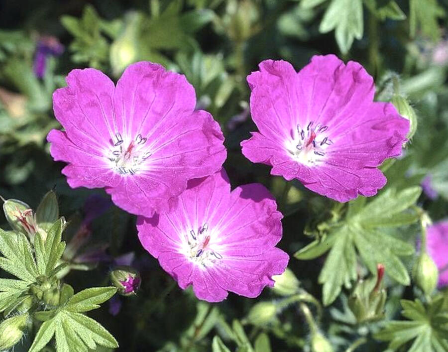 Trvalkový záhon na slunce Slunná stráň - Slunná stráň