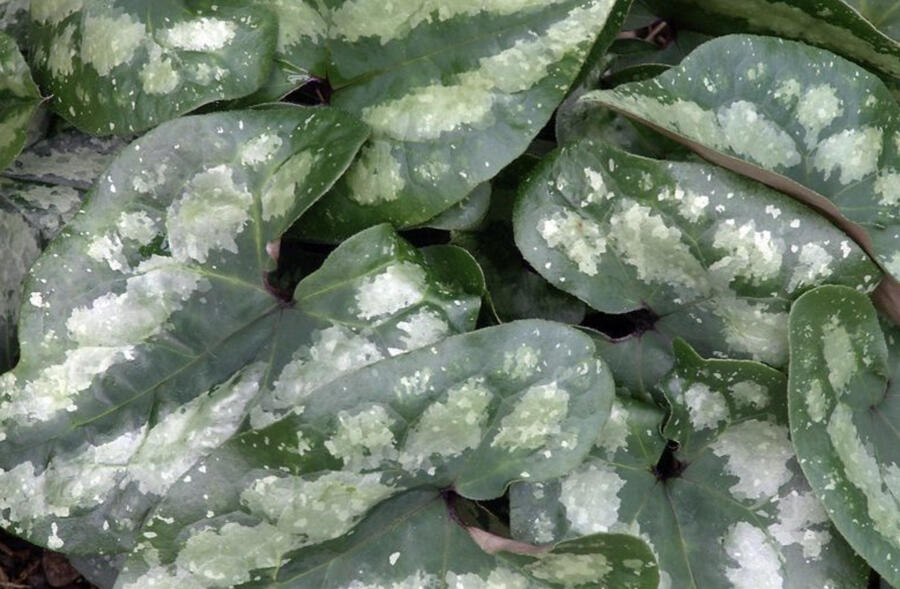 Trvalkový záhon do stínu Lesní pohádka - Lesní pohádka