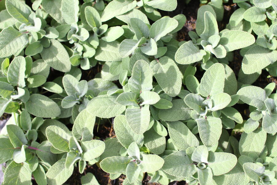 Bylinkový záhon Bylinková zahrádka - Bylinková zahrádka